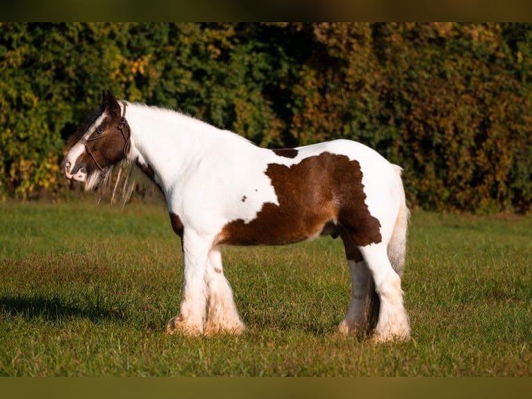 American Quarter Horse Wallach 10 Jahre 155 cm Tobiano-alle-Farben in Middletown OH