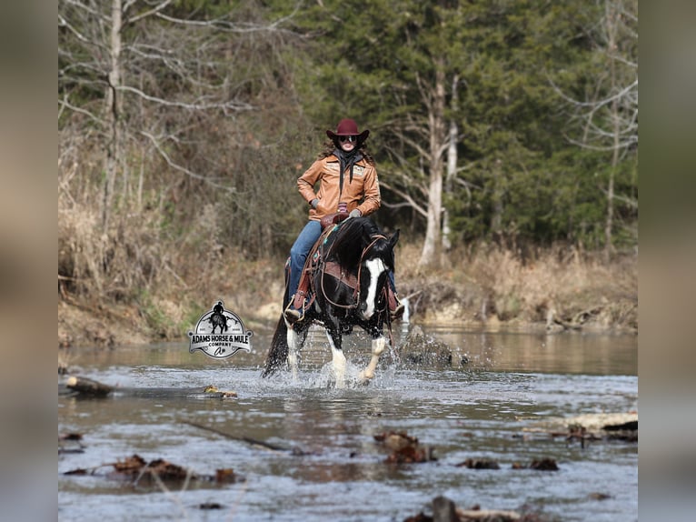 American Quarter Horse Wallach 10 Jahre 155 cm Tobiano-alle-Farben in Wickenburg