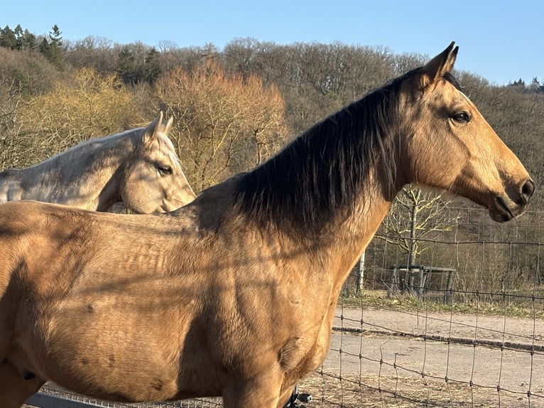 American Quarter Horse Wallach 10 Jahre 156 cm Buckskin in H&#xF6;ringen