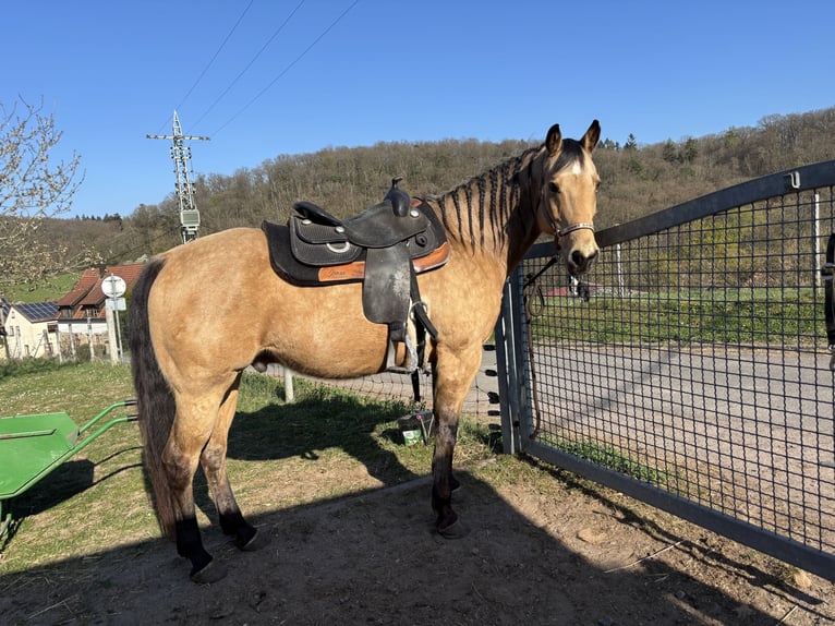 American Quarter Horse Wallach 10 Jahre 156 cm Buckskin in H&#xF6;ringen