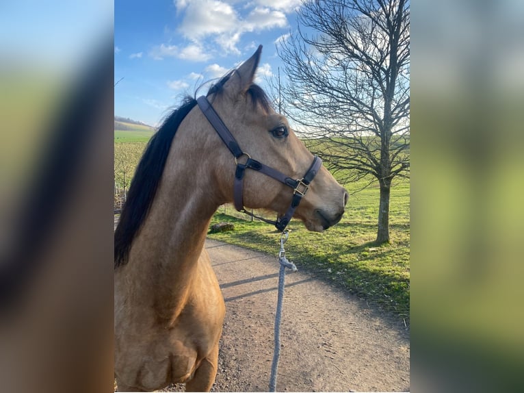 American Quarter Horse Wallach 10 Jahre 156 cm Buckskin in H&#xF6;ringen