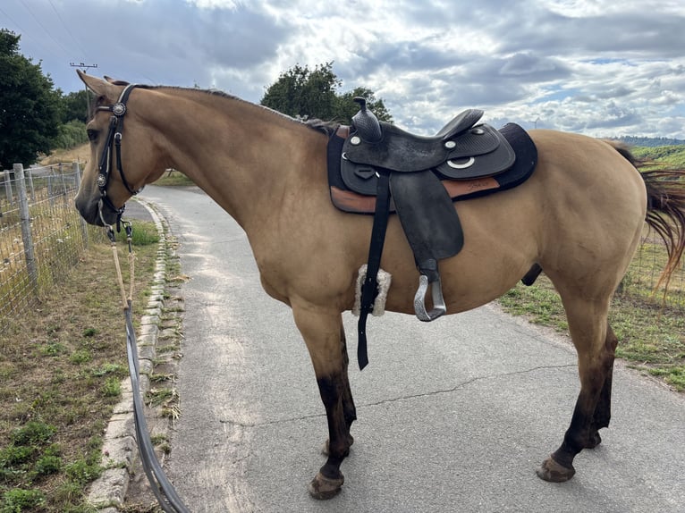 American Quarter Horse Wallach 10 Jahre 156 cm Buckskin in H&#xF6;ringen