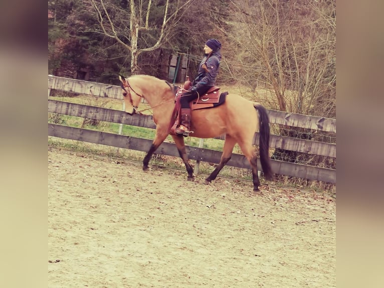 American Quarter Horse Wallach 10 Jahre 156 cm Buckskin in H&#xF6;ringen