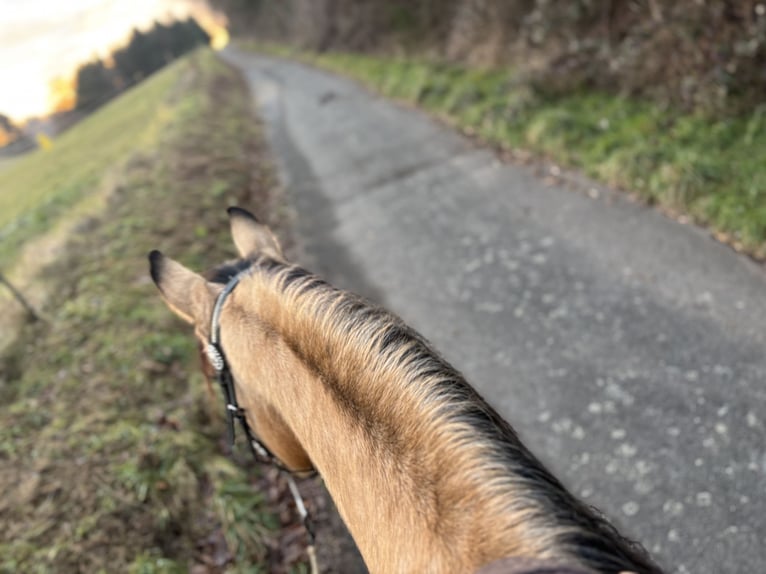 American Quarter Horse Wallach 10 Jahre 156 cm Buckskin in H&#xF6;ringen