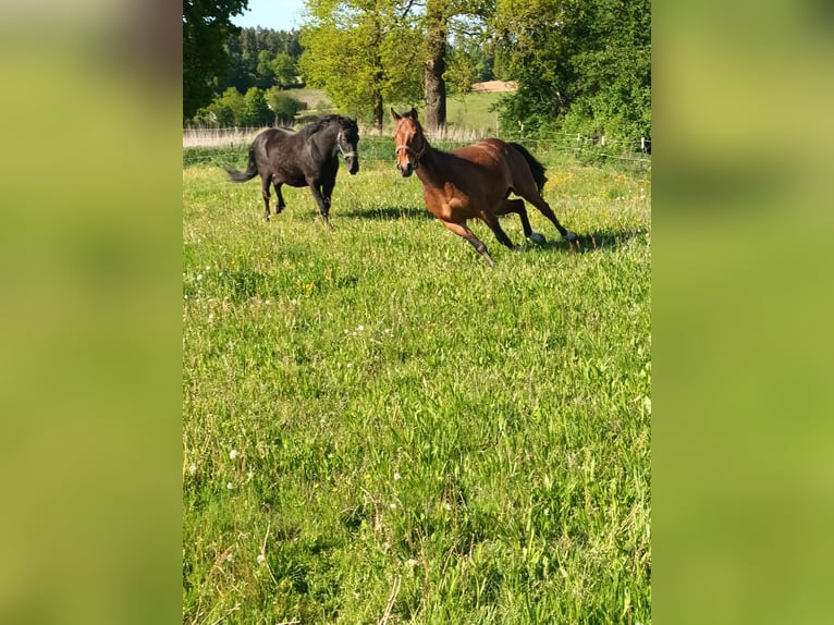 American Quarter Horse Mix Wallach 10 Jahre 157 cm Brauner in Bruck in der Oberpfalz