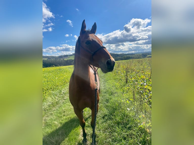 American Quarter Horse Mix Wallach 10 Jahre 157 cm Brauner in Bruck in der Oberpfalz