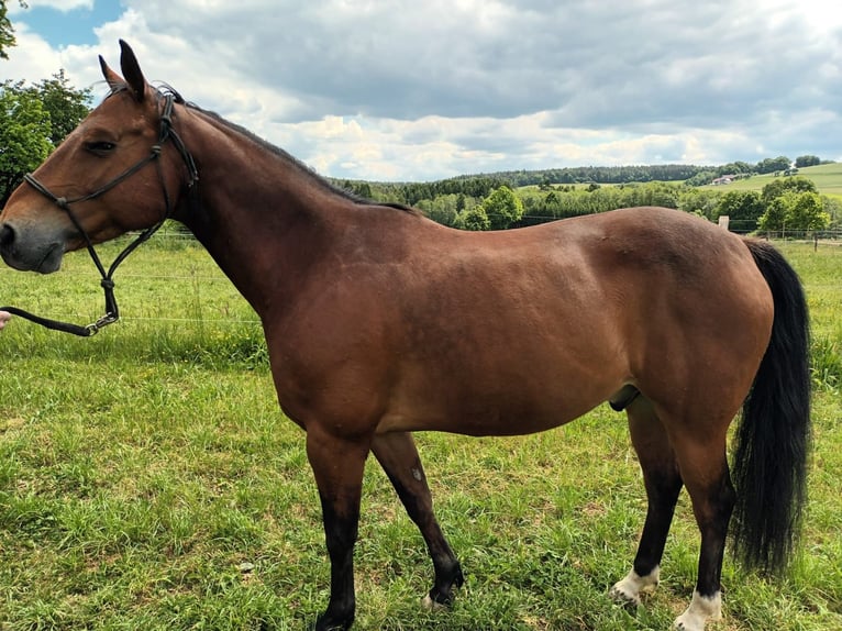 American Quarter Horse Mix Wallach 10 Jahre 157 cm Brauner in Bruck in der Oberpfalz