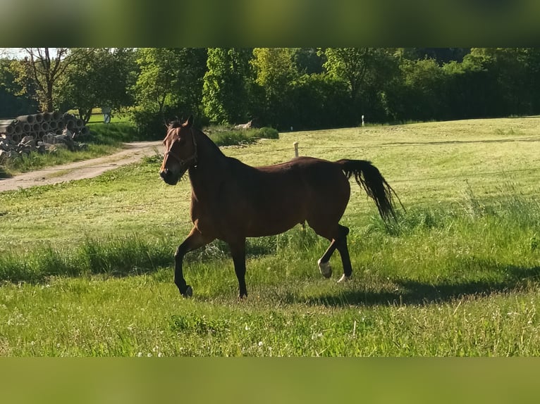 American Quarter Horse Mix Wallach 10 Jahre 157 cm Brauner in Bruck in der Oberpfalz