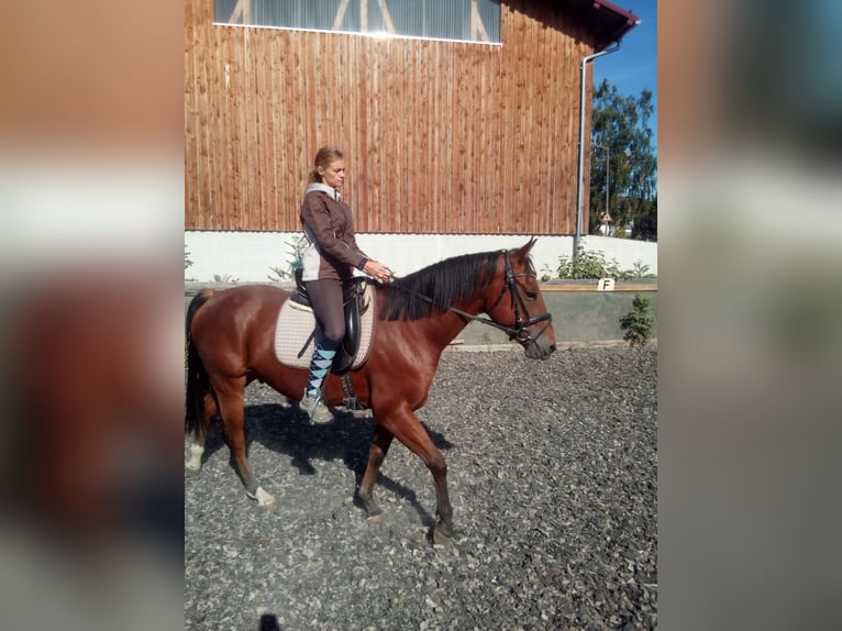 American Quarter Horse Mix Wallach 10 Jahre 157 cm Brauner in Bruck in der Oberpfalz