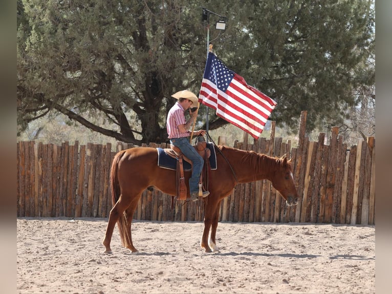 American Quarter Horse Wallach 10 Jahre 157 cm Dunkelfuchs in Camp Verde, AZ
