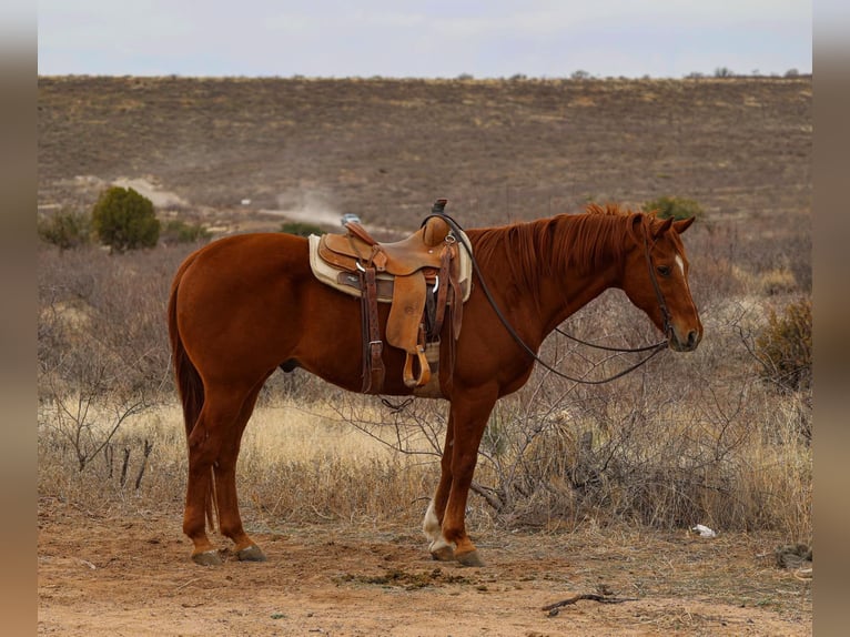American Quarter Horse Wallach 10 Jahre 157 cm Dunkelfuchs in Camp Verde, AZ