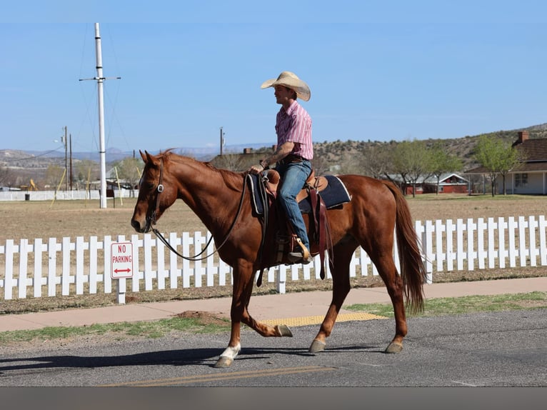 American Quarter Horse Wallach 10 Jahre 157 cm Dunkelfuchs in Camp Verde, AZ