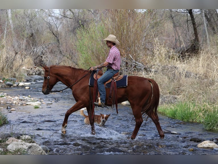 American Quarter Horse Wallach 10 Jahre 157 cm Dunkelfuchs in Camp Verde, AZ