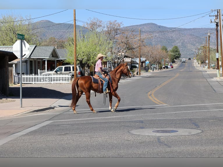 American Quarter Horse Wallach 10 Jahre 157 cm Dunkelfuchs in Camp Verde, AZ