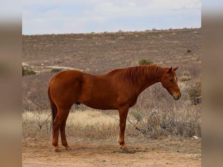 American Quarter Horse Wallach 10 Jahre 157 cm Dunkelfuchs in Camp Verde, AZ