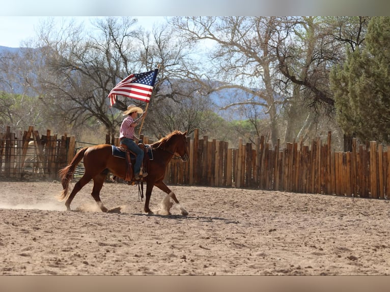 American Quarter Horse Wallach 10 Jahre 157 cm Dunkelfuchs in Camp Verde, AZ