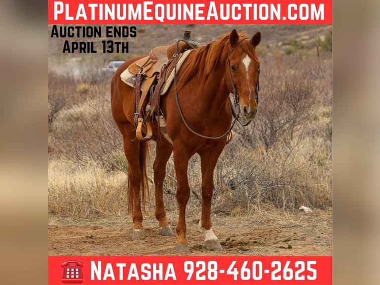 American Quarter Horse Wallach 10 Jahre 157 cm Dunkelfuchs in Camp Verde, AZ