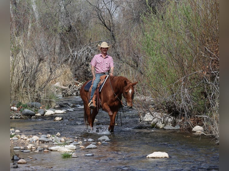 American Quarter Horse Wallach 10 Jahre 157 cm Dunkelfuchs in Camp Verde, AZ