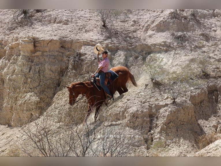 American Quarter Horse Wallach 10 Jahre 157 cm Dunkelfuchs in Camp Verde, AZ