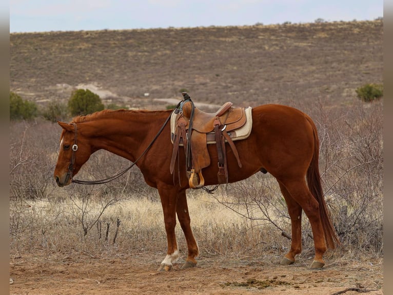 American Quarter Horse Wallach 10 Jahre 157 cm Dunkelfuchs in Camp Verde, AZ