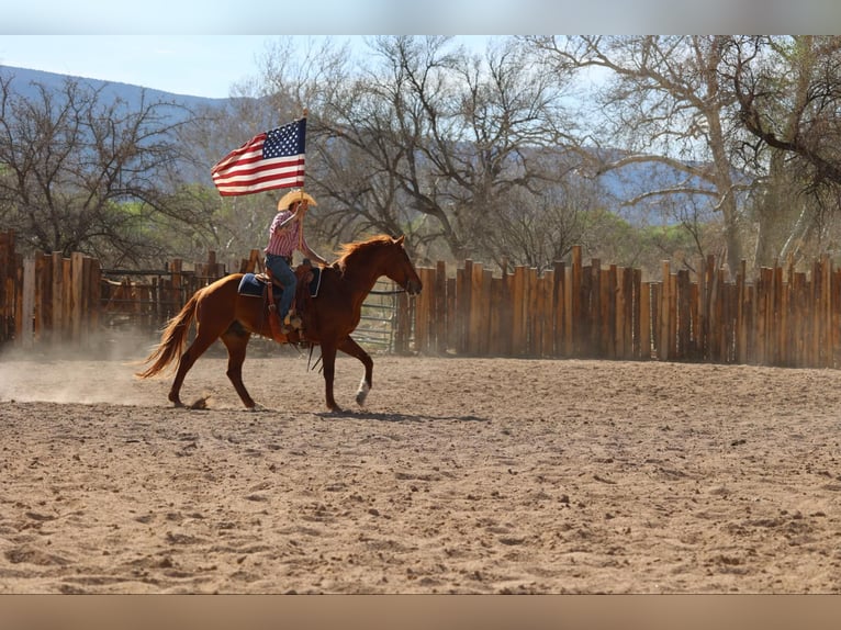 American Quarter Horse Wallach 10 Jahre 157 cm Dunkelfuchs in Camp Verde, AZ