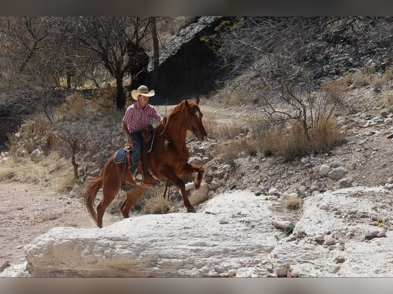 American Quarter Horse Wallach 10 Jahre 157 cm Dunkelfuchs in Camp Verde, AZ