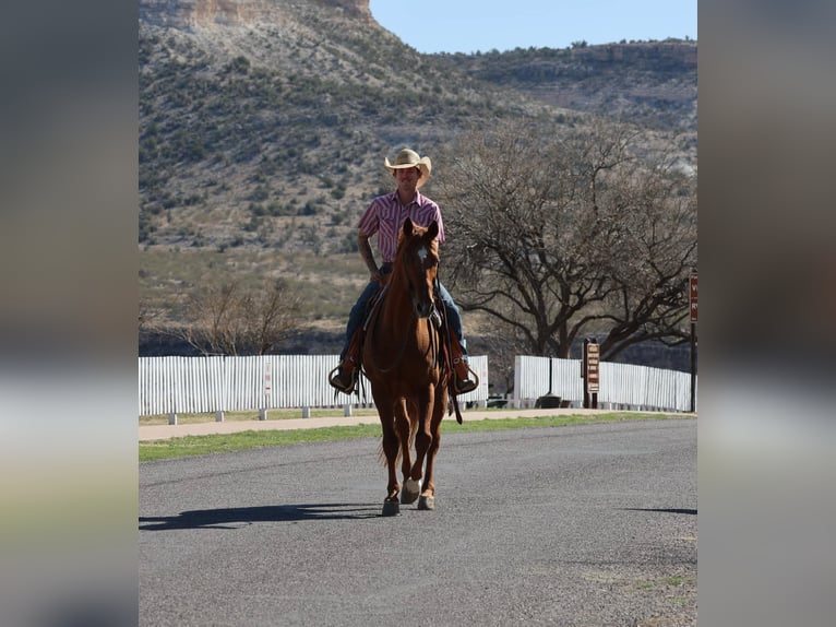 American Quarter Horse Wallach 10 Jahre 157 cm Dunkelfuchs in Camp Verde, AZ