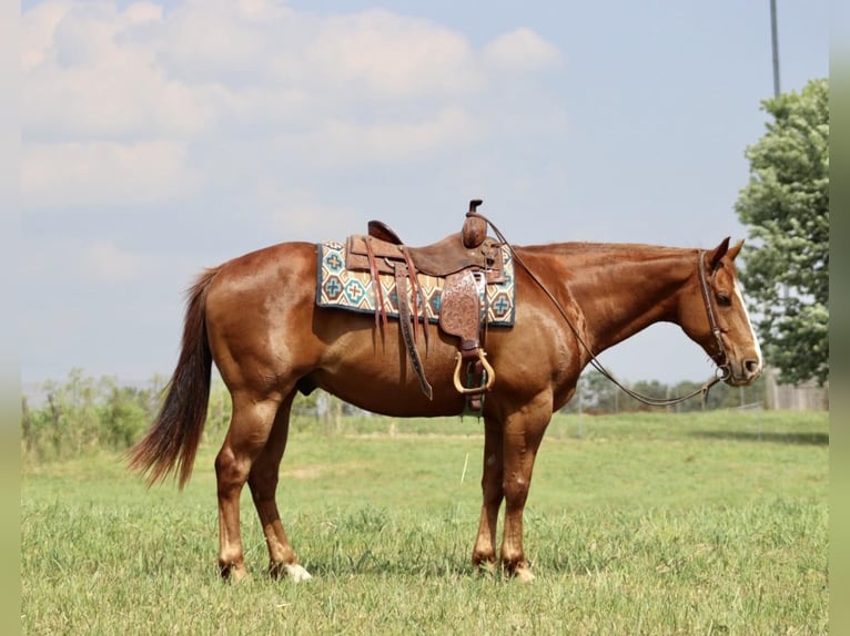American Quarter Horse Wallach 10 Jahre 157 cm Dunkelfuchs in Brooksville KY