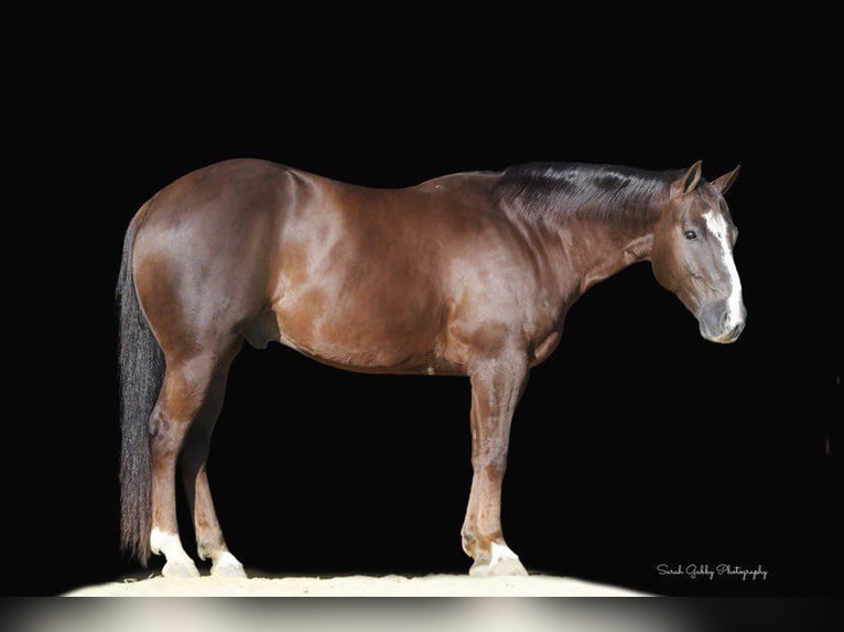 American Quarter Horse Wallach 10 Jahre 157 cm Dunkelfuchs in Fairbank IA