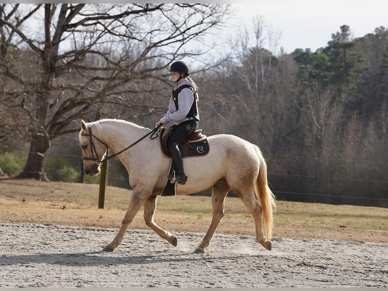 American Quarter Horse Wallach 10 Jahre 157 cm Palomino in Clover