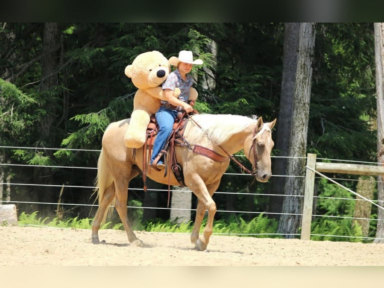 American Quarter Horse Wallach 10 Jahre 157 cm Palomino in Clover