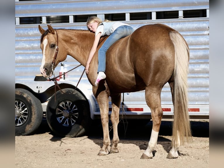 American Quarter Horse Wallach 10 Jahre 157 cm Palomino in Weatherford, TX
