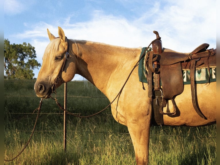 American Quarter Horse Wallach 10 Jahre 157 cm Palomino in Battle Creek