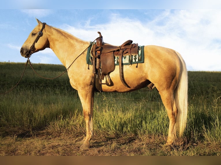 American Quarter Horse Wallach 10 Jahre 157 cm Palomino in Battle Creek