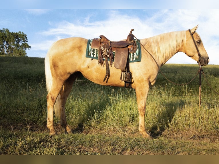 American Quarter Horse Wallach 10 Jahre 157 cm Palomino in Battle Creek