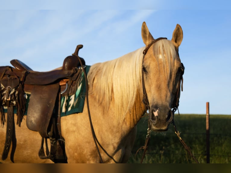 American Quarter Horse Wallach 10 Jahre 157 cm Palomino in Battle Creek