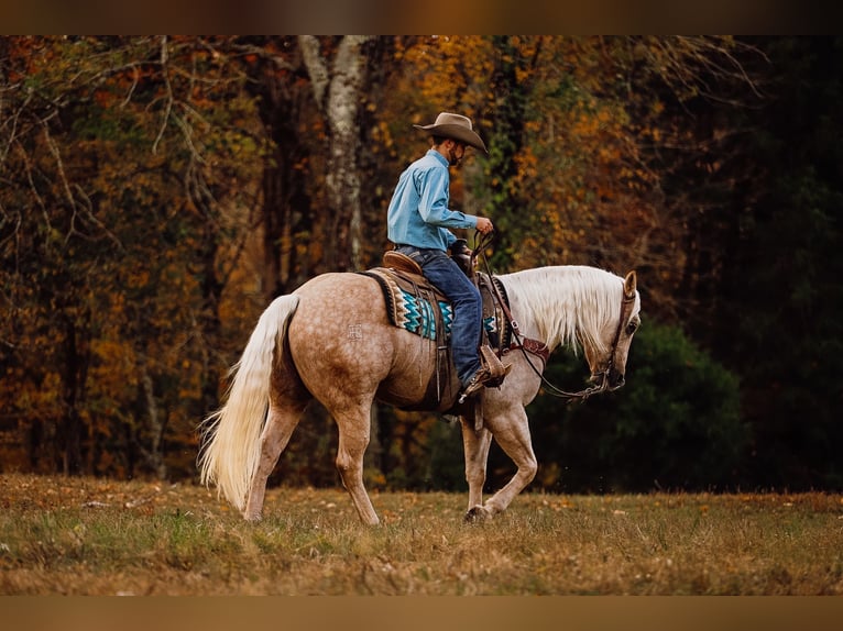 American Quarter Horse Wallach 10 Jahre 157 cm Palomino in Lyles, TN