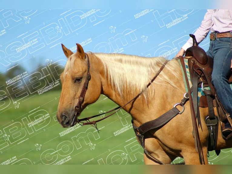 American Quarter Horse Wallach 10 Jahre 157 cm Palomino in Clarion, PA