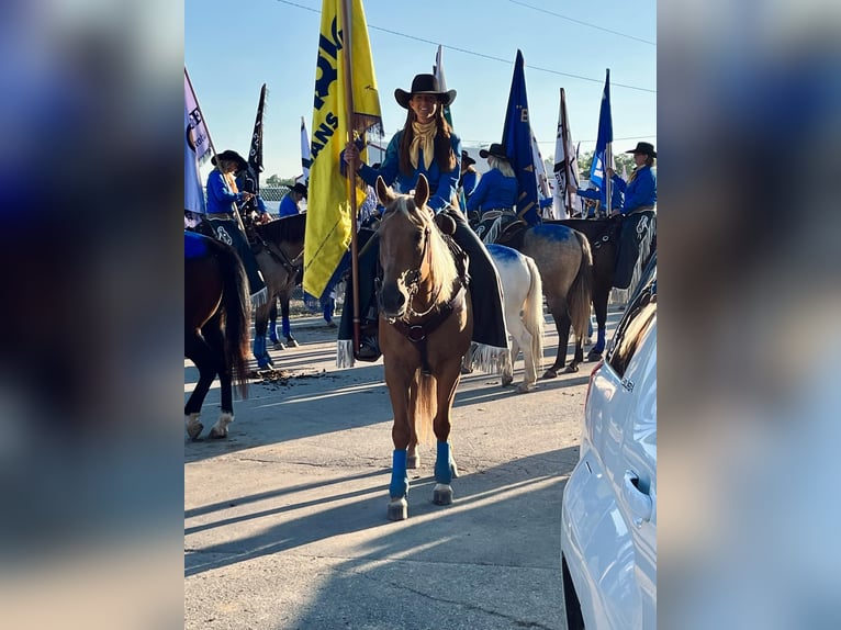 American Quarter Horse Wallach 10 Jahre 157 cm Palomino in shobonier, IL