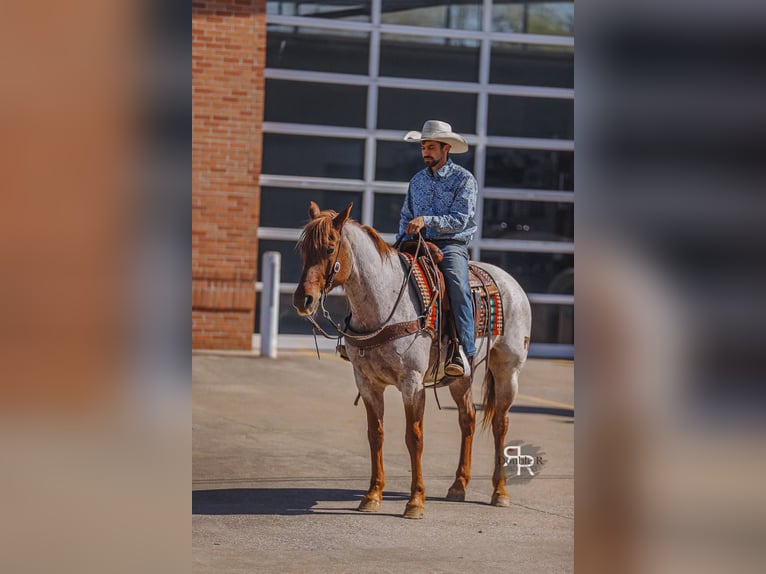 American Quarter Horse Wallach 10 Jahre 157 cm in Lyles, TN