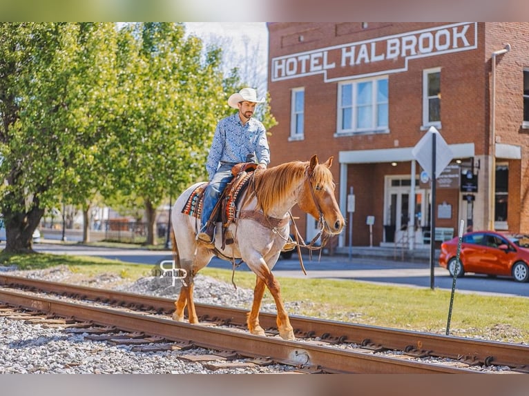 American Quarter Horse Wallach 10 Jahre 157 cm in Lyles, TN