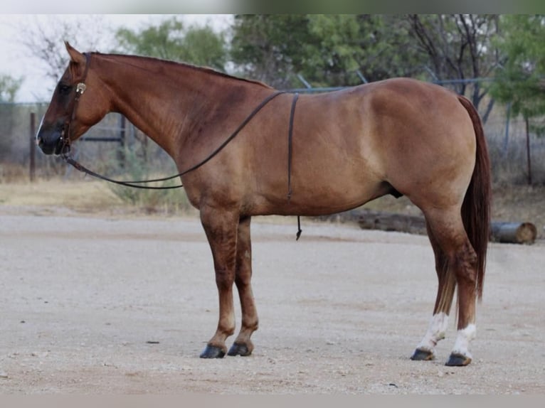 American Quarter Horse Wallach 10 Jahre 157 cm Red Dun in Breckenridge TX
