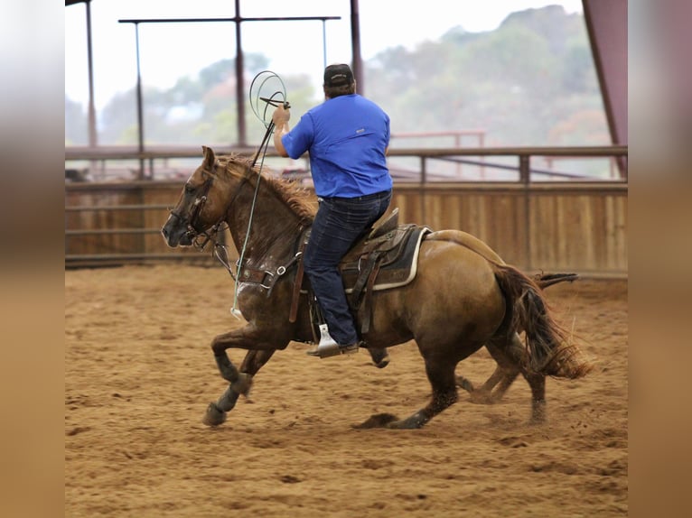American Quarter Horse Wallach 10 Jahre 157 cm Red Dun in Breckenridge TX