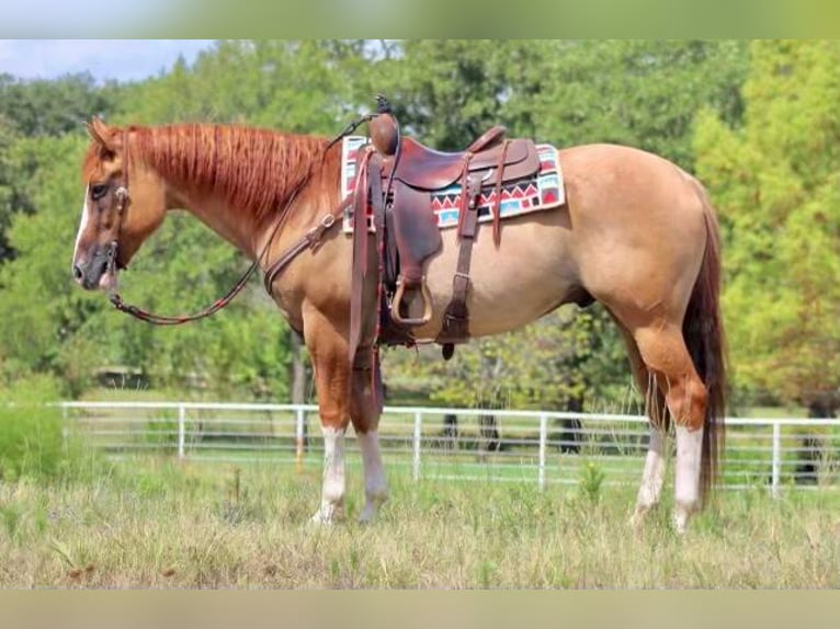 American Quarter Horse Wallach 10 Jahre 157 cm Red Dun in Pilot Point, TX