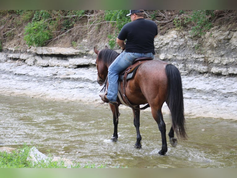 American Quarter Horse Wallach 10 Jahre 157 cm Roan-Bay in Morgan Mill TX