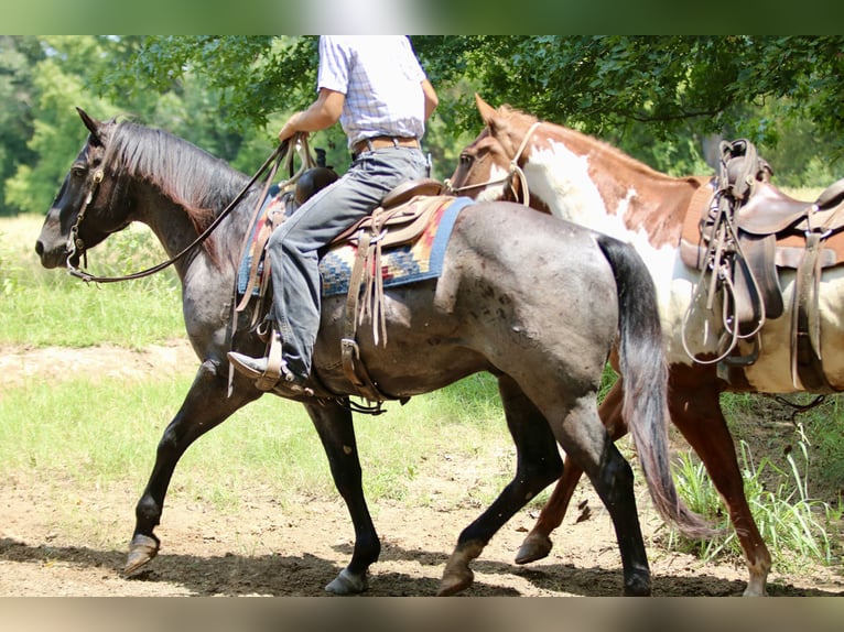American Quarter Horse Wallach 10 Jahre 157 cm Roan-Blue in Athens