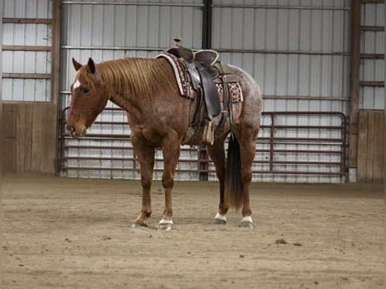 American Quarter Horse Wallach 10 Jahre 157 cm Roan-Red in North Judson, IN