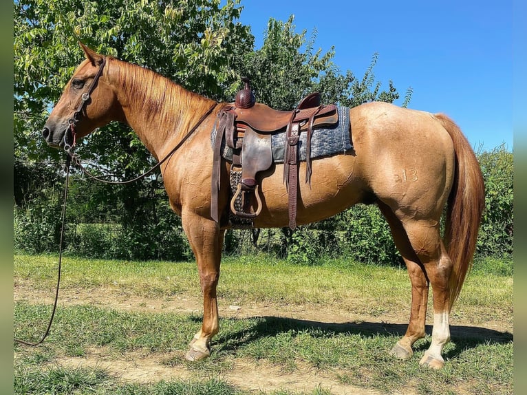 American Quarter Horse Wallach 10 Jahre 157 cm Roan-Red in wallingford Ky
