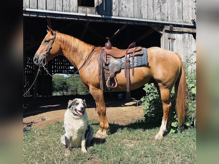 American Quarter Horse Wallach 10 Jahre 157 cm Roan-Red in wallingford Ky
