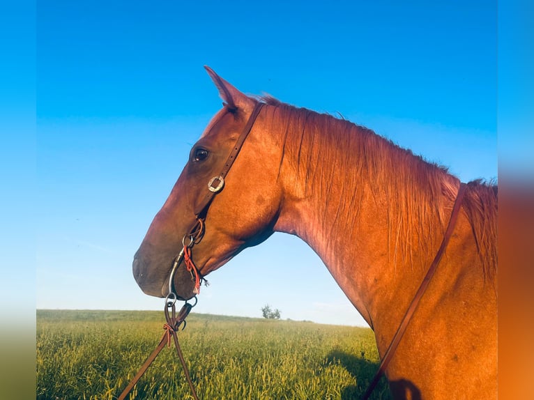 American Quarter Horse Wallach 10 Jahre 157 cm Roan-Red in wallingford Ky